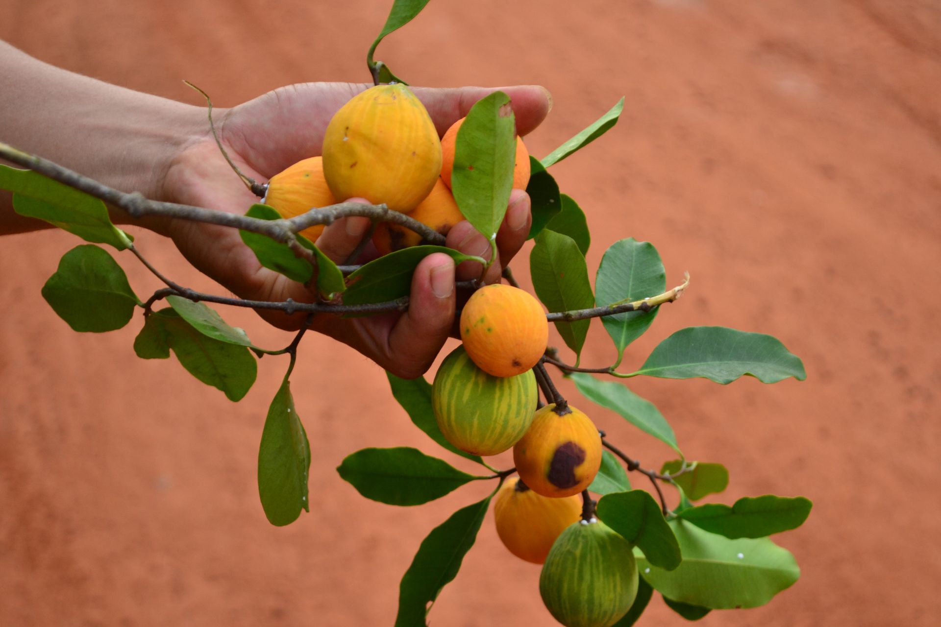 Du ngoạn Vườn quốc gia Lò Gò - Xa Mát, Tây Ninh Du ngoạn Vườn quốc gia Lò Gò - Xa Mát, Tây Ninh