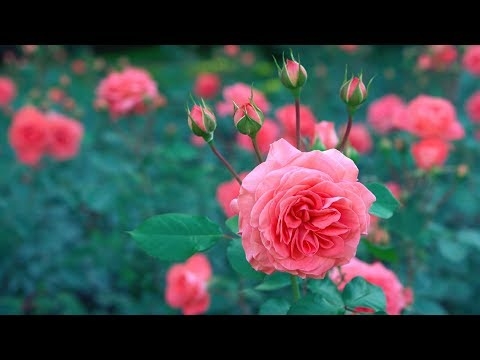Tử vi 12 con giáp 3/5/2022: