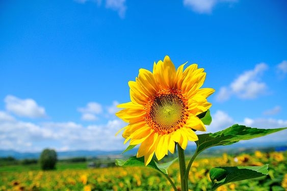 Tử vi 12 con giáp ngày 23/11: Tuổi Dần tài lộc sa sút, tuổi Ngọ nhiều cơ hội