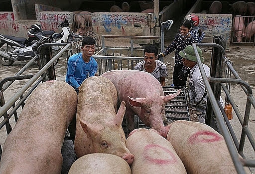 Giá heo hơi hôm nay 9/1/2021: Vẫn giữ đà tăng giá trong cả nước