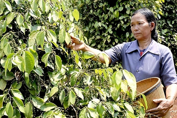 Giá tiêu hôm nay 5/1/2021: Ít biến động những ngày đầu năm 2021