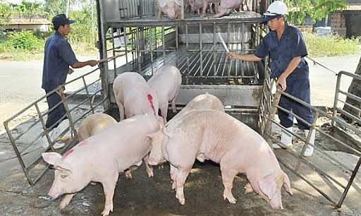 Giá heo hơi hôm nay ngày 5/1/2021: Chững giá chờ thời cơ Giá heo hơi hôm nay ngày 5/1/2021: Chững giá chờ thời cơ