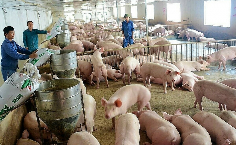Giá heo hơi hôm nay 18/1/2021:  Tiếp tục tăng trên toàn quốc