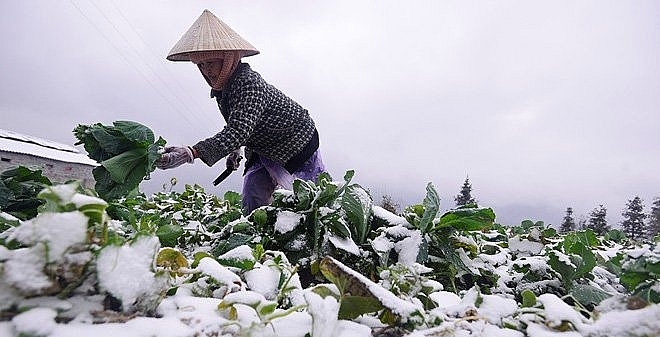 Dự báo thời tiết hôm nay ngày 7/1/2021: Miền Bắc rét đậm rét hại, miền núi khả năng có băng giá
