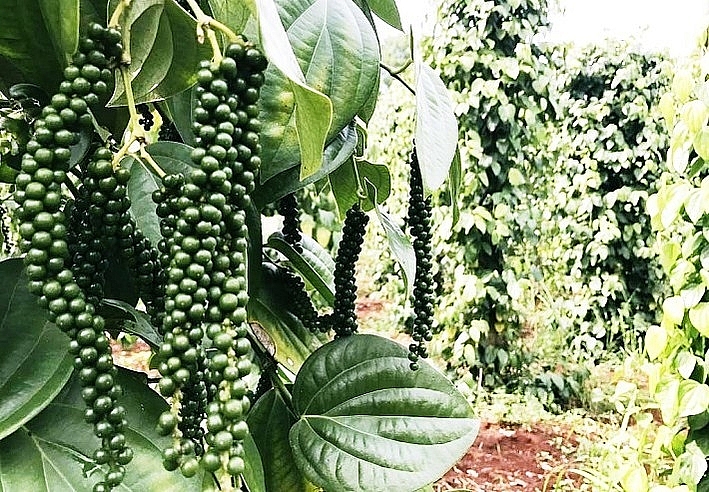 Giá tiêu hôm nay 16/1/2021: Cao nhất 53.000 đồng/kg