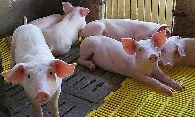 Giá heo hơi hôm nay 8/1/2021: Ghi nhận mức cao nhất đạt 82.000 đồng/kg