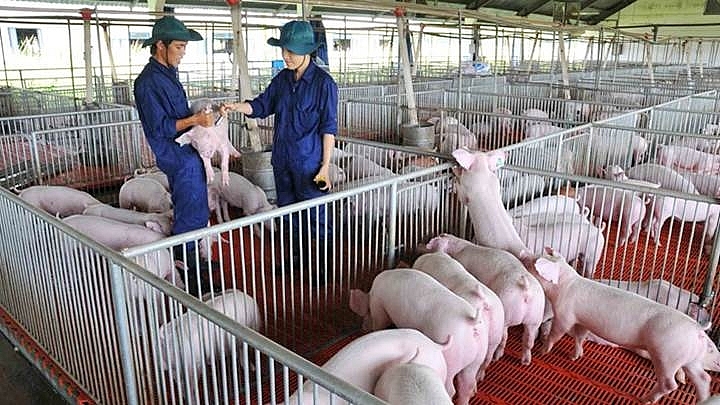 Giá heo hơi hôm nay 23/1/2021: Tăng nhẹ ở một vài địa phương