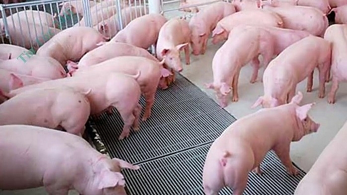 Giá heo hơi hôm nay 19/1/2021: Vẫn duy trì mức giá khả quan trong cả nước