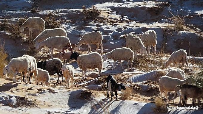 Băng giá bao phủ sa mạc nóng nhất thế giới