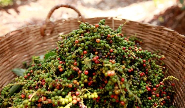 Giá tiêu hôm nay 15/5: Thế giới vẫn đi ngang, thấp nhất 63.500đ/kg; nỗi buồn của hồ tiêu Việt xuất khẩu