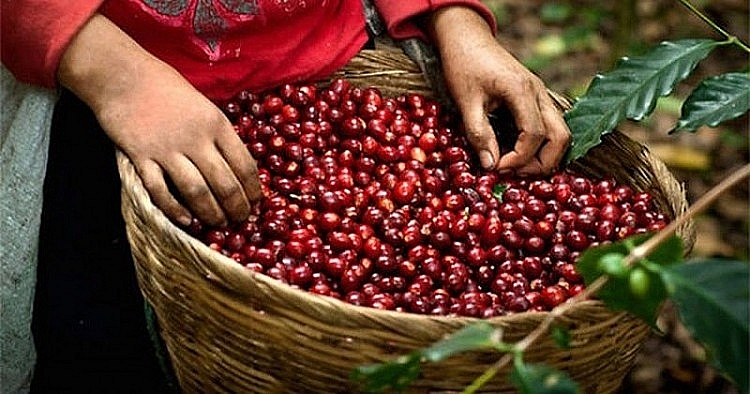 Giá cà phê hôm nay ngày 1/1: Giảm đầu năm mới