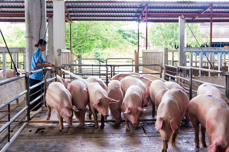 Giá heo hơi hôm nay ngày 8/1/2022: Tín hiệu tốt, tiếp tục tăng mạnh