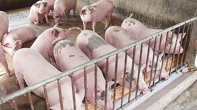 Giá heo hơi hôm nay ngày 11/1/2022: Tiếp tục tăng nhẹ