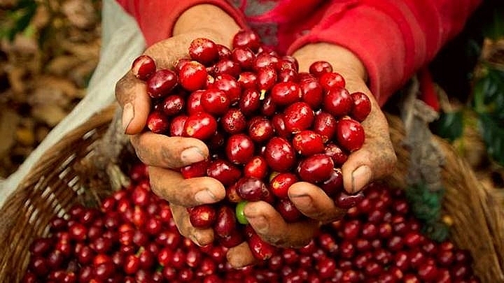Giá cà phê hôm nay ngày 14/1/2022: Đột ngột giảm nhẹ