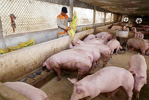 Giá heo hơi hôm nay ngày 1/2/2021: Miền Bắc bất ngờ giảm ngay bên thềm dịp Tết