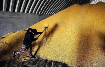 Giá lương thực toàn cầu đạt mức cao nhất trong 7 năm