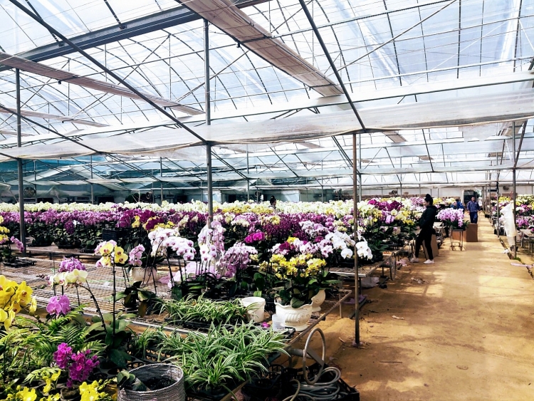 2021 Du xuân Mộc Châu sắm đặc sản Tây Bắc về ăn Tết