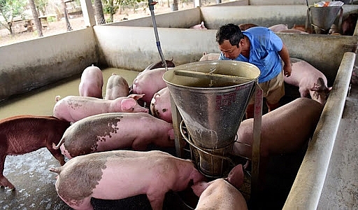 Giá heo hơi hôm nay 15/2: Tăng nhẹ vài nơi sau nhiều ngày liên tiếp giảm sâu