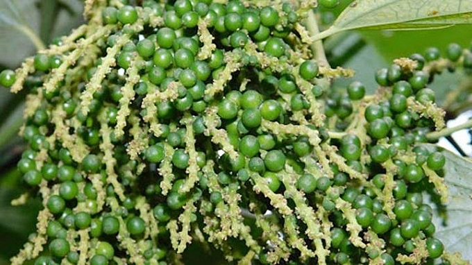 Giá tiêu hôm nay 27/2: Thị trường thế giới tăng đột biến