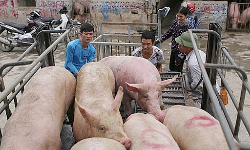 Giá heo hơi hôm nay 21/2: Miền Bắc biến động trái chiều