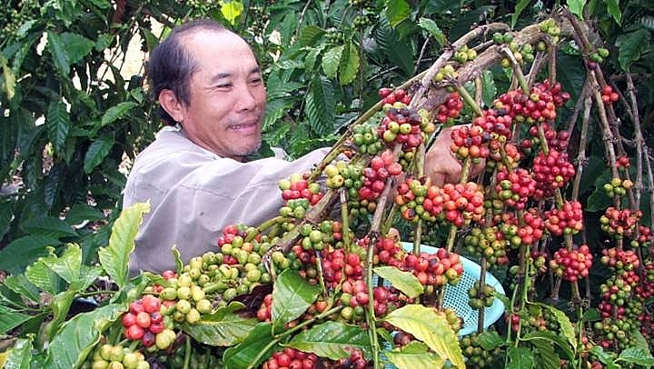Giá cà phê hôm nay 18/2: Thị trường trong nước và thế giới tiếp tục tăng