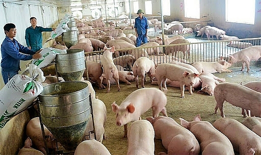 Giá heo hơi hôm nay 27/2: Tiếp tục chững lại trên diện rộng