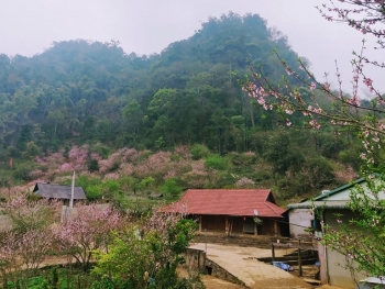Lóng Luông thắm sắc hoa đào và bình yên đến lạ