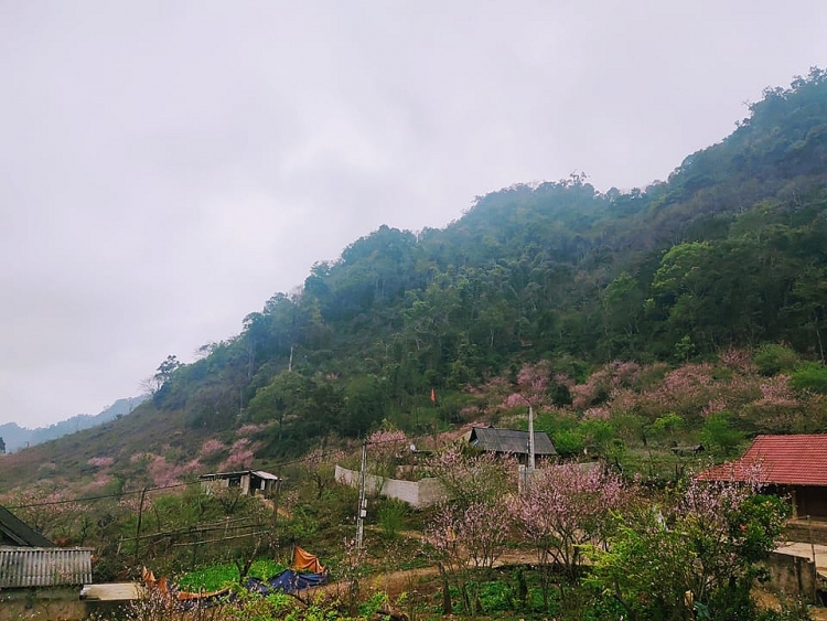 Lóng Luông thắm sắc hoa đào và bình yên đến lạ