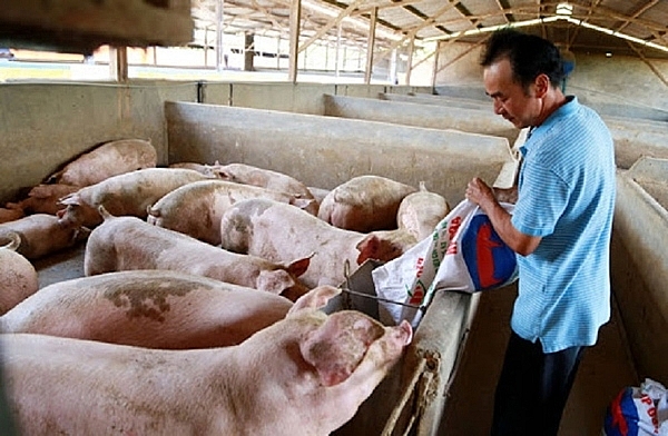 Giá heo hơi hôm nay 4/3: Tiếp tục đi ngang tại một số nơi