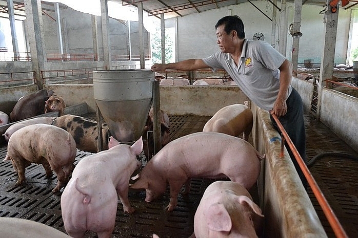 Giá heo hơi hôm nay 1/4: Giảm nhẹ tại một vài tỉnh thành trên cả nước