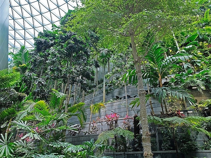 Changi - sân bay tốt nhất thế giới sau đại dịch
