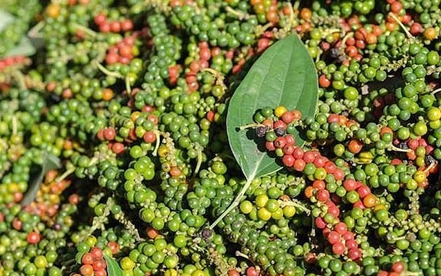 Giá tiêu hôm nay 5/3: Bất ngờ tăng mạnh