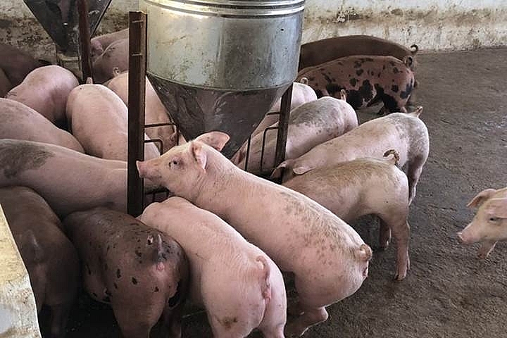 Giá heo hơi hôm nay 27/3: Tăng nhẹ ở một số tỉnh thành
