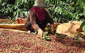 Giá cà phê hôm nay 8/3: Thị trường trong nước tiếp tục giữ ổn định