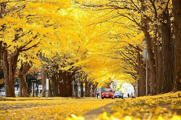Meiji-jingu Gaien - Một trong những nơi lý tưởng để ngắm mùa lá rụng ở Tokyo