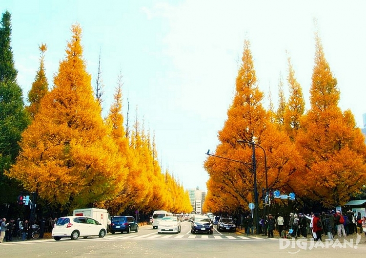 Meiji-jingu Gaien - Một trong những nơi lý tưởng để ngắm mùa lá rụng ở Tokyo