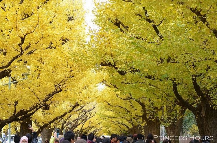 Meiji-jingu Gaien - Một trong những nơi lý tưởng để ngắm mùa lá rụng ở Tokyo