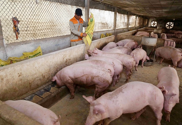 Giá heo hơi hôm nay 11/3: Miền Bắc giảm 1.000 đồng/kg so với ngày hôm qua