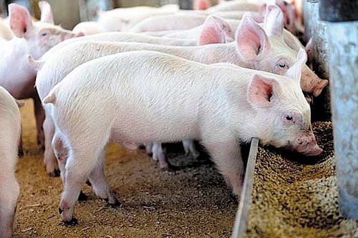 Giá heo hơi hôm nay 15/4: Giảm rải rác ở một số tỉnh thành