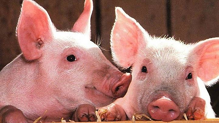 Giá heo hơi hôm nay 28/3: Ghi nhận quanh mức 75.000 đồng/kg
