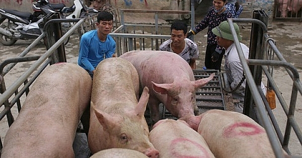 Giá heo hơi hôm nay 30/3: Tăng giảm trái chiều