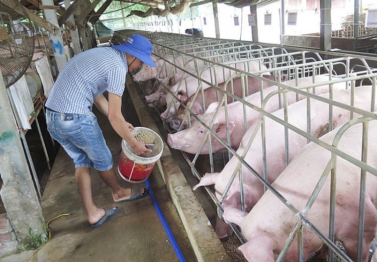 Giá heo hơi hôm nay 2/4: Biến động nhẹ tại cả ba miền