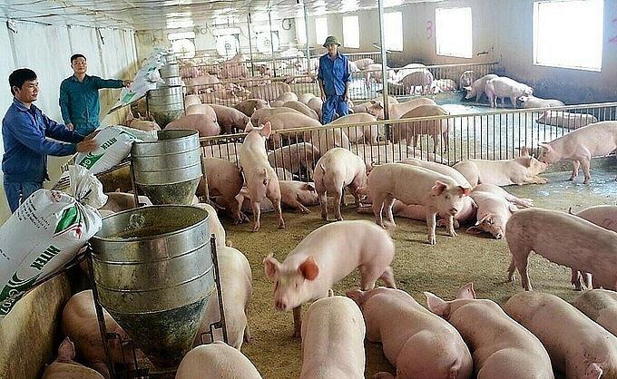 Giá heo hơi hôm nay 3/4: Biến động trái chiều