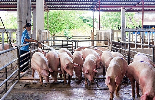 Giá heo hơi hôm nay 8/4: Giảm rải rác tại một số tỉnh thành