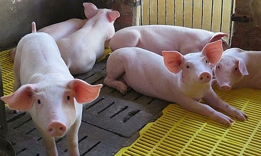 Giá heo hơi hôm nay 9/4: Tăng giá tại một số tỉnh miền Bắc