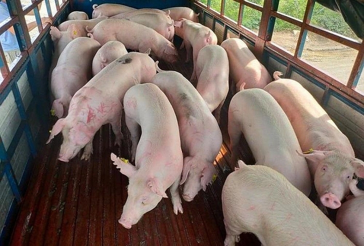 Giá heo hơi hôm nay 18/4: Điều chỉnh rải rác ở một vài tỉnh thành