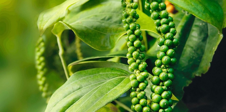 Giá tiêu hôm nay 19/4: Thị trường trong nước tiếp tục đi ngang Giá tiêu hôm nay 19/4: Thị trường trong nước tiếp tục đi ngang