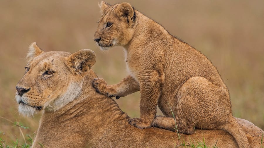 Kenya – điểm du lịch số 1 của Đông Phi kenya diem du lich so 1 cua dong phi