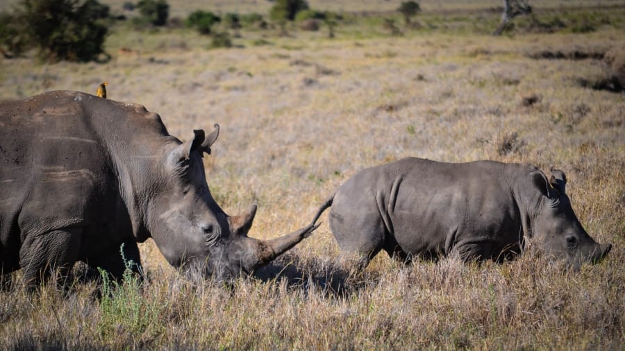 Kenya – điểm du lịch số 1 của Đông Phi kenya diem du lich so 1 cua dong phi