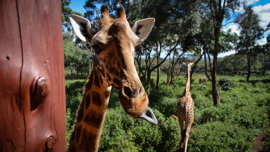 Kenya – điểm du lịch số 1 của Đông Phi kenya diem du lich so 1 cua dong phi